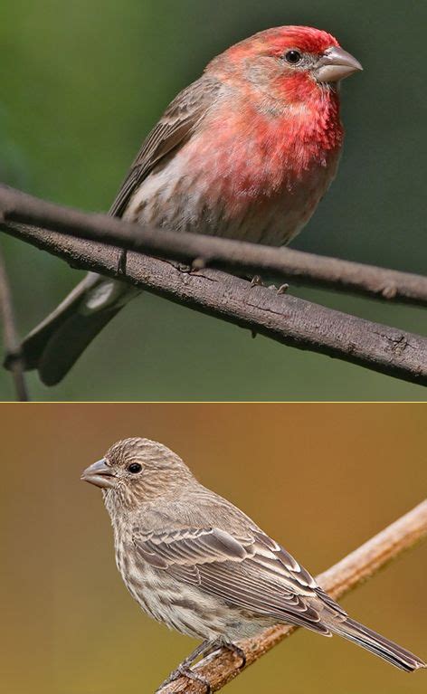 House Finch House Finches Are Small Bodied Finches With Fairly Large