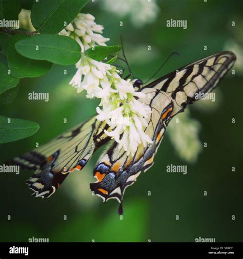 Canadian Tiger Swallowtail Stock Photo Alamy