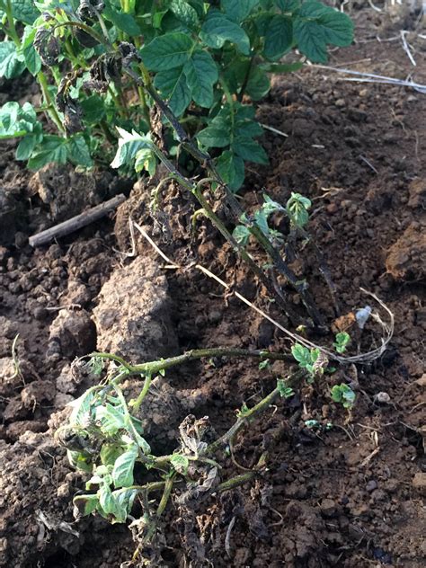Infected and dead plants stand up higher than the other plants in the field, a condition called flagging. diagnosis - What is happening to our potato plants? (going ...