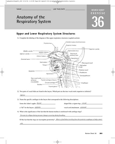 Review Sheet Anatomy Of Respiratory System