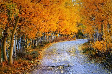 757716 Seasons Autumn Roads Birch Foliage Rare Gallery Hd Wallpapers