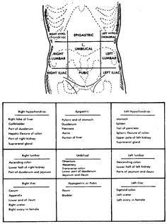 12 photos of the abdominal quadrants and regions. Abd quadrants | Nurse / work related | Med surg nursing ...