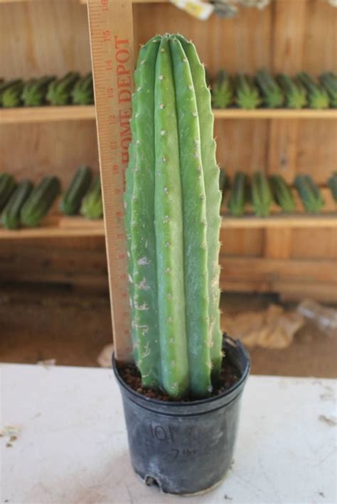 After the cloth is dry, give it more water 5. San Pedro Cactus Rooted & Potted **READ DESCRIPTION** bulk ...