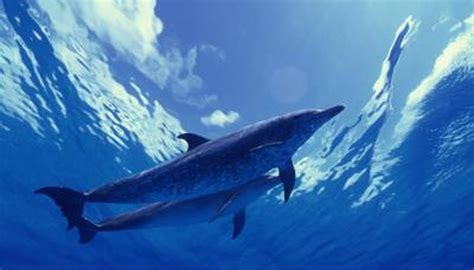 What Kind Of Dolphins Live In The Atlantic Animals Momme