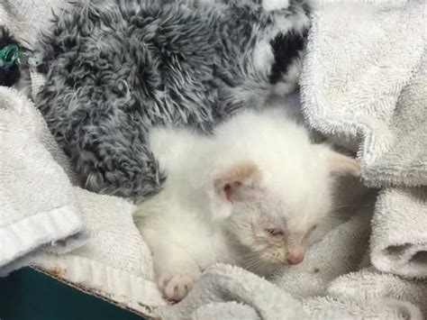 kitten recovering after being tossed from car