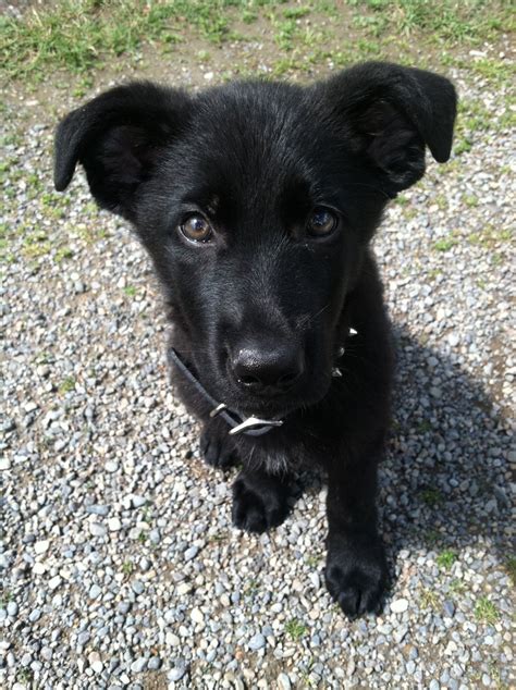 Black Shepard Labrador Mix Puppy So Adorable Pet Dogs German