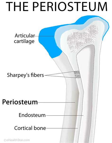 Periosteum Definition Location Anatomy Histology And Function
