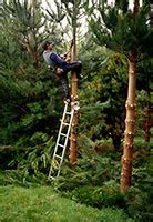 Inforest Training Chainsaw Training Quad Bike Training Tree Felling