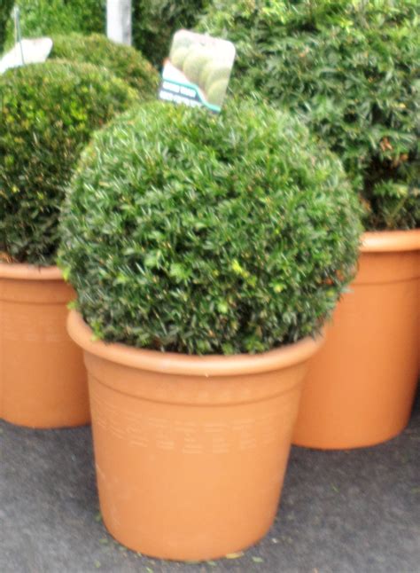 Top quality yew topiary balls are available in you are here: Yew Topiary Ball 30cm(11inch) - New Leaf Topiary