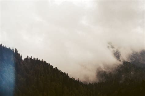 Free Images Tree Nature Forest Cloud Sky Fog Mist Sunlight