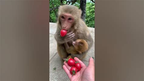 Adorable Baby Monkeys Cutest Monkeys On Tik Tok🙊😍 Tik Tok Animals