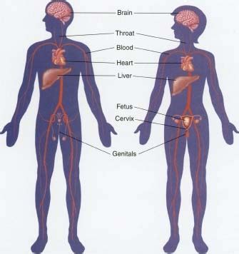 In this part of petite women's ultimate guide to dressing for your body shape we share fashion tips and dresses picks for the body type o (apple). Sexually Transmitted Diseases (STDs) - body, viral, causes