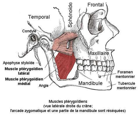 Lateral And Medial Pterygoid Système Musculaire Anatomie Et