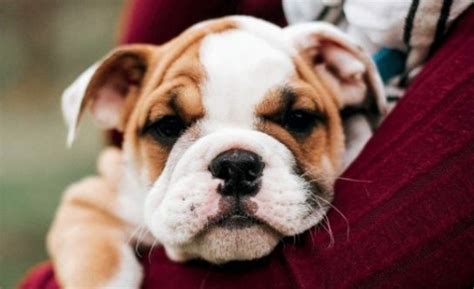 15 Things Only English Bulldog Owners Will Understand The Dogman