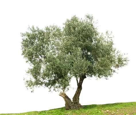 Olive Tree Png Png Image Collection