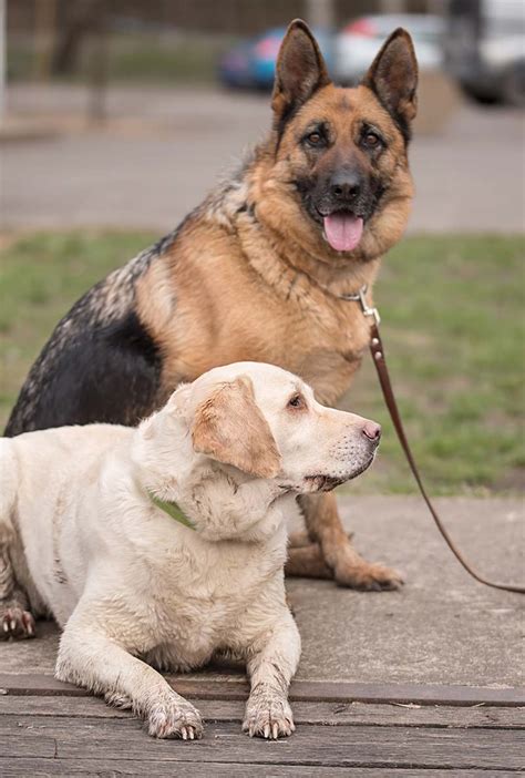 German Shepherd Vs Labrador Choosing Your New Companion