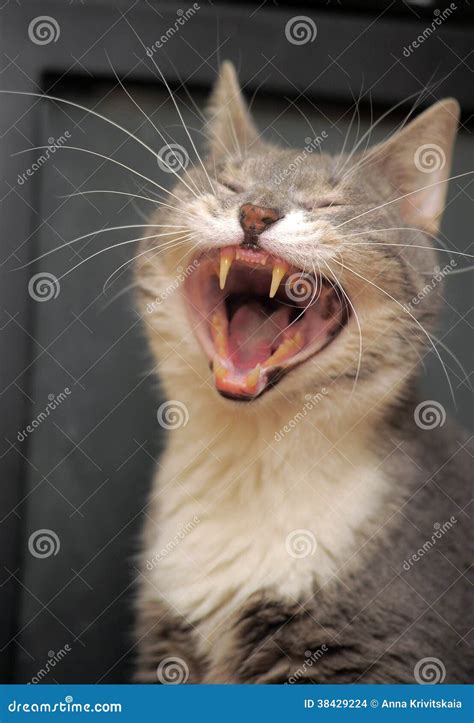 Funny Cat Yawns Stock Photo Image Of Adorable Like 38429224