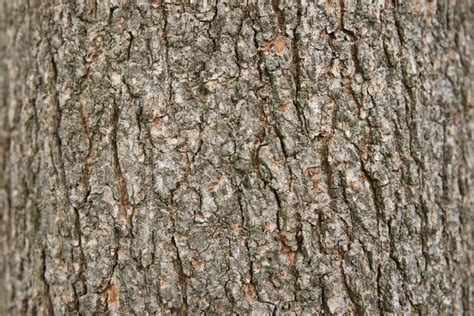 Two Great Elm Tree Bark Textures Two