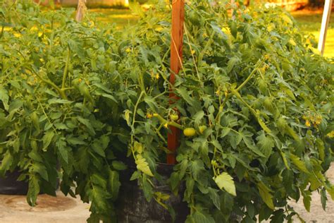 How To Grow Tomatoes In 5 Gallon Buckets The Easiest Way To Grow