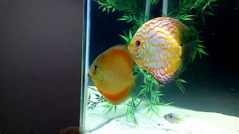 Discus Breeding Red Rose Female And Pigeon Blood Male Youtube