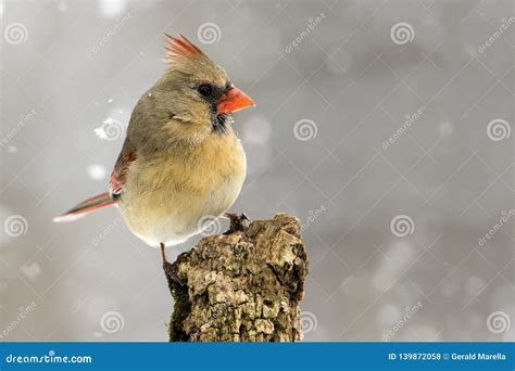 Female Northern Cardinal Cardinalis Cardinalis Perched In A Snow Storm