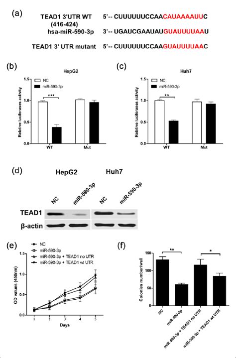 mir 590 3p directly targeted tead1 in hcc cells a sequence alignment download scientific