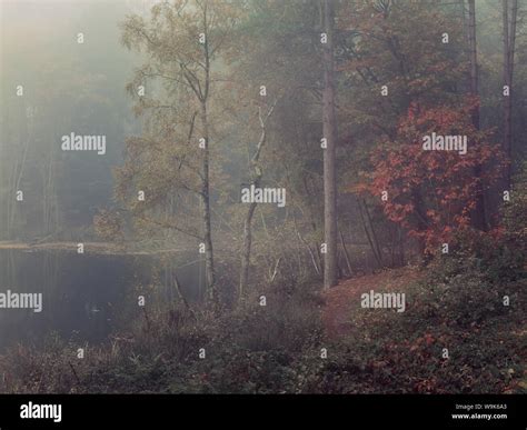 Autumn Fog Descends Into The Trees Surrounding Dead Lake In Delamere