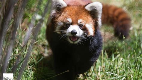 Twin Red Pandas Recaptured After Escaping From Woodland Park Zoo