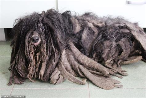 Dog In Poland Rescued After Fur Became Matted He Could