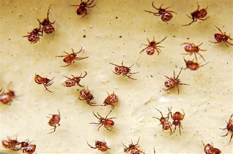 What Do Baby Black Widows Look Like Classified Mom