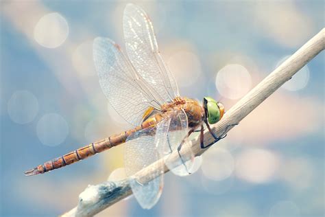 Download Photography Insect Animal Dragonfly Hd Wallpaper