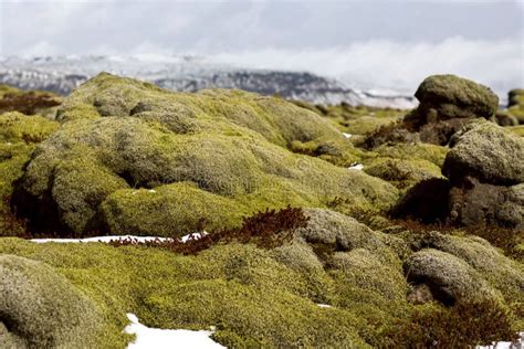 Moss Fields In Iceland Stock Image Image Of Icelandtravel 117886683