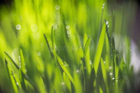Water Drops On The Green Grass Stock Image Image Of Beauty Field