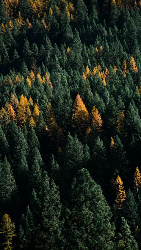 Download Wallpaper 938x1668 Forest Coniferous Aerial View Trees