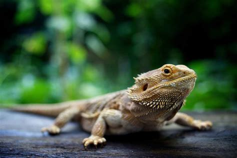 Fun Bearded Dragon Facts And Information