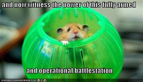 Cute Hamster Quotes Quotesgram