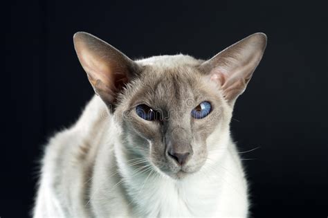 Siamese Cat Oriental Stock Photo Image Of Simon Feline 8099790