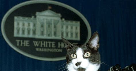 While there is a very long tradition of presidential pets, one of the biden dogs nbc news has reported that major will be the first rescue dog in the white house. Joe Biden and Wife to Move Cat, Two Dogs into White House
