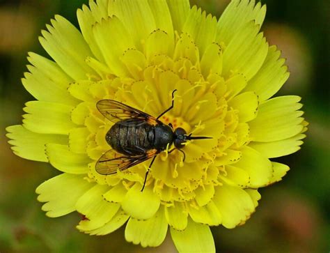 free picture nature insect flower macro arthropod herb pollination