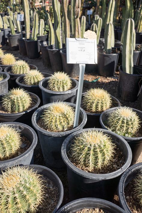 Golden Barrel Cactus — Gdnc Nursery