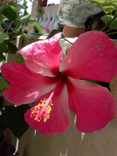 Maybe you would like to learn more about one of these? Epi's Garden | Hibiscus, Flowers, Garden