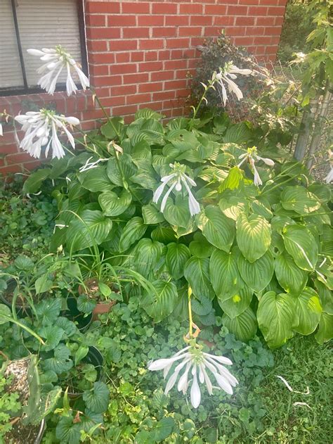 Bird's Nest Fern Plants for sale near Greenville, South Carolina
