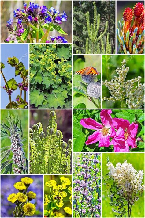 Wild Medicinal Plants In Siberia Stock Photo By ©starover64 88501016