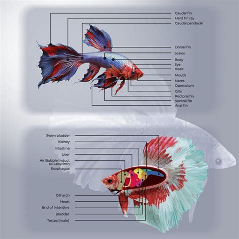Betta Fish Anatomy Male Vs Female Internal And External Differences