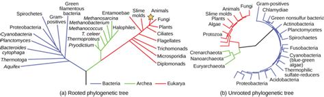 Phylogenetic Trees Biology For Majors I