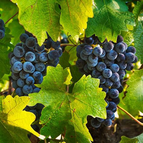 13 Perennial Vines Your Garden Cant Go Without From Ivy To Grapes