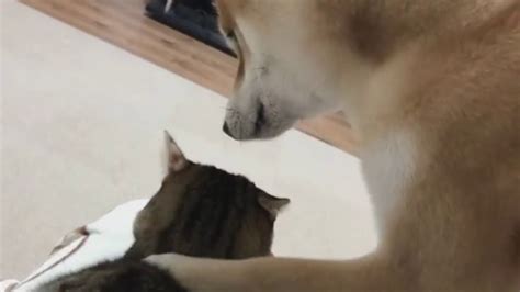Shiba Inu And Cat Youtube