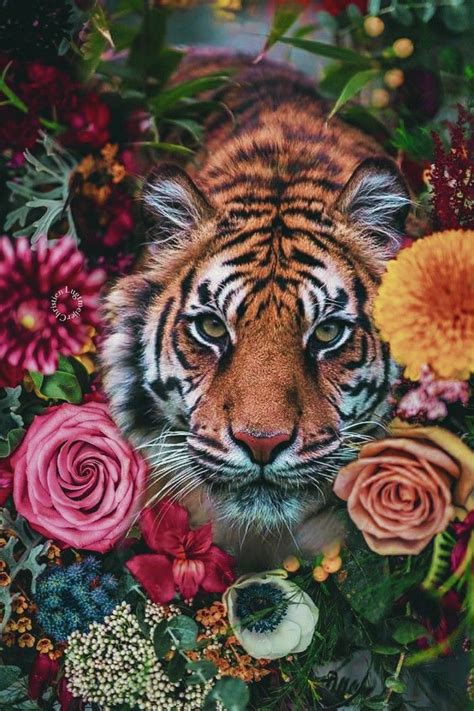 A Tiger Surrounded By Flowers And Greenery In The Middle Of Its Face