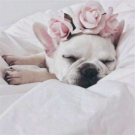 Thinking about getting a french bulldog rather than and english bulldog because of health issues. Dogs in flower crown is the purest thing | Sleeping dogs ...