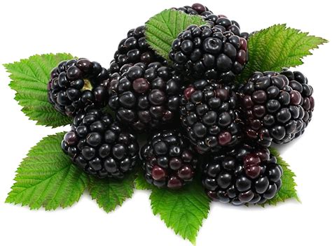 Download Blackberry Fruit Png Download Image Blackberry Fruit Full Size PNG Image PNGkit